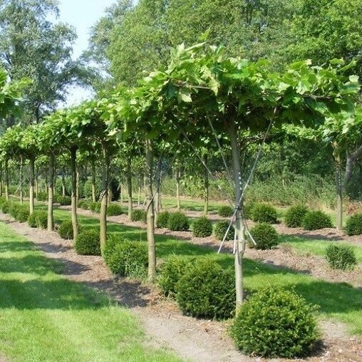 Platanus acerifolia